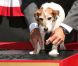 Uggie, célèbre chien de The Artist, a laissé ses empreintes sur Hollywood Boulevard