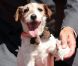 Uggie, célèbre chien de The Artist, a laissé ses empreintes sur Hollywood Boulevard