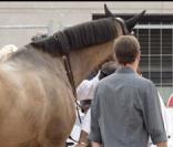 Athina Onassis en larmes après que le cheval de son mari ait été blessé !