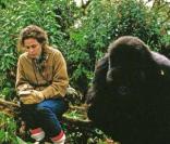 Gorilles dans la brume (1989) : En interprétant l'anthropologue Dian Fossey, Sigourney Weaver à été nommée pour un Oscar. Elle a également adhéré à l'association Dian Fossey Gorilla Fund pour la protection des gorilles.