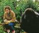 Gorilles dans la brume (1989) : En interprétant l'anthropologue Dian Fossey, Sigourney Weaver à été nommée pour un Oscar. Elle a également adhéré à l'association Dian Fossey Gorilla Fund pour la protection des gorilles.