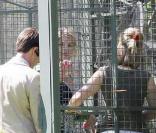 Kirstie Alley passe l'après-midi avec ses amis dans une cage au milieu de singes, chez elle à Los Feliz