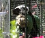 Kirstie Alley passe l'après-midi avec ses amis dans une cage au milieu de singes, chez elle à Los Feliz