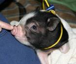 Paris Hilton a adopté une petite cochonne nommée Princess Pigelette à Miami le 11 octobre 2009