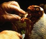 Une image de Jurassic Park