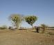 Visuel de la Ferme Célébrités en Afrique