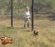 Les poules fuguent ! 