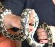 Les fermiers de Zulu Nyala deviennent des apprentis vétérinaires et doivent s'approcher des serpents  