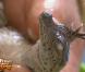 La naissance du bébé crocodile