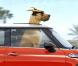 La bande-annonce de  Marmaduke .