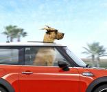 L'affiche de  Marmaduke , le 4 août 2010.