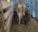 David chante une chanson aux vaches pendant la traite !