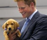 Le Prince Harry découvre un chien qui lui ressemble