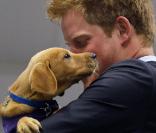 Le Prince Harry découvre un chien qui lui ressemble