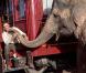 Des images de  De l'eau pour les éléphants , en salles le 4 mai 2011.