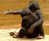 Des images de  Bonobos. 