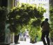 Dans la semaine précédant le mariage, la décoration florale, incluant huit arbres (érables et charmes) de 6 mètres de haut, ont été implantés dans l'abbaye de Westminster.