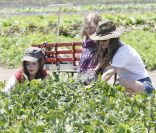 Rachel Bilson et ses deux petites soeurs récoltent des légumes à la ferme. Los Angeles, 26 juin 2011