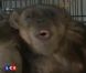 Cheeta, le singe de Tarzan, est mort le soir de Noël...