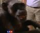 Triste nouvelle : Cheeta, le plus vieux chimpanzé du monde est décédé