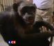Triste nouvelle : Cheeta, le plus vieux chimpanzé du monde est décédé