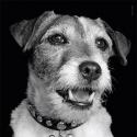 Uggie, le chien de The Artist, se mobilise pour PETA