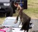 Angelina Jolie sur le tournage du film  Maleficent . Le 26 juin 2012 en Angleterre.