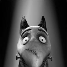 Le chien Sparky de<em> Frankenweenie</em>, un film de Tim Burton. En salles le 31 octobre.