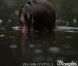  We are animals , vidéo de la campagne Wrangler par Fred &amp; Farid, Grand Prix Presse 2009