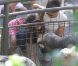 Katie Holmes, sa fille Suri et sa mère Kathleen se sont rendues au zoo de New York, le 11 juillet 2012