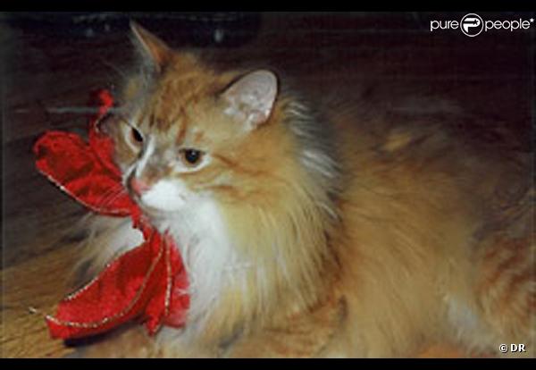 Norman, le chat tue par Joseph Petcka