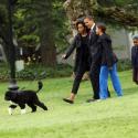 Barack Obama : découvrez les premiers pas de la star, l'adorable Bo... à la Maison Blanche ! Regardez !