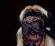 Mais quelle blonde se cache donc derrière ce masque ?