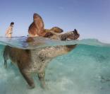 Des porcs se baignent et nagent avec les touristes aux Bahamas