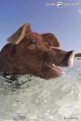Des porcs se baignent et nagent avec les touristes aux Bahamas