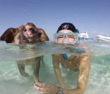 Des porcs se baignent et nagent avec les touristes aux Bahamas