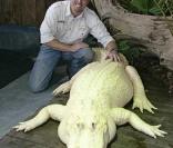 Bouya Blan, l'alligator albinos de 22 ans