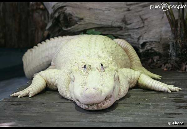 Bouya Blan, l'alligator albinos de 22 ans