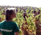 Cette centaine de nudistes posent dans des vignes, couverts de raisins...