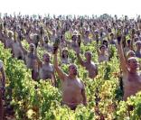 Cette centaine de nudistes posent dans des vignes, couverts de raisins...
