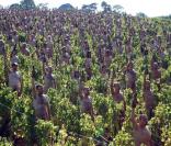 Cette centaine de nudistes posent dans des vignes, couverts de raisins...