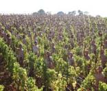 Cette centaine de nudistes posent dans des vignes, couverts de raisins...