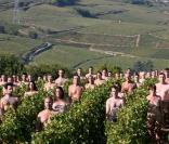 Cette centaine de nudistes posent dans des vignes, couverts de raisins...