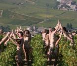 Cette centaine de nudistes posent dans des vignes, couverts de raisins...