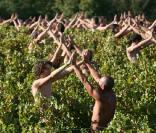 Cette centaine de nudistes posent dans des vignes, couverts de raisins...