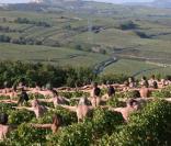 Cette centaine de nudistes posent dans des vignes, couverts de raisins...