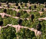 Cette centaine de nudistes posent dans des vignes, couverts de raisins...