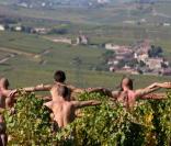 Cette centaine de nudistes posent dans des vignes, couverts de raisins...