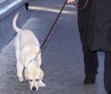 René Angelil promène son chien, le lundi 8 février, dans les rues de New York.