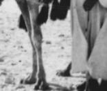 Claude François est née en Egypte ici avec sa soeur en 1952